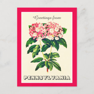Groeten uit Pennsylvania Mountain Laurel Briefkaart
