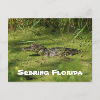 Groeten uit Sebreng Florida Briefkaart