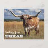 Groeten uit Texas Longhorn Bull Briefkaart (Voorkant)