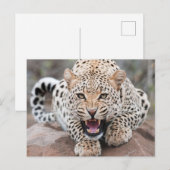 Grom luipaard Fierce gezicht Briefkaart (Voorkant / Achterkant)
