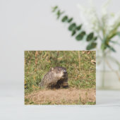 Grondhog Briefkaart (Staand voorkant)
