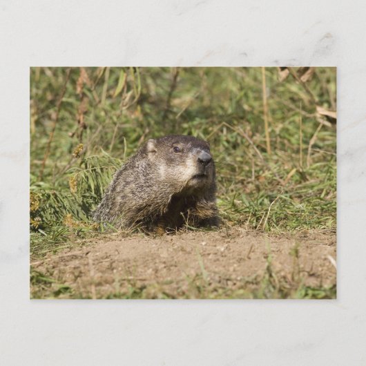 Grondhog Briefkaart (Voorkant)