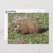 Grondhog Briefkaart (Voorkant / Achterkant)