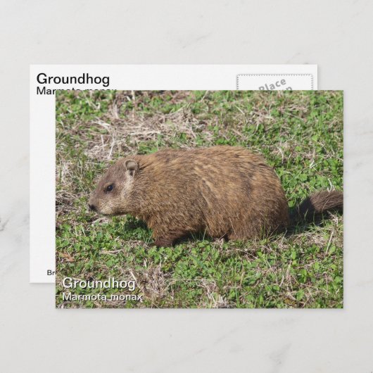 Grondhog Briefkaart (Voorkant / Achterkant)