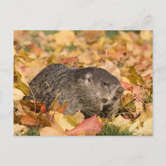 Grondhog Briefkaart (Voorkant)
