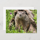 Grondhog in een Hollow Log Briefkaart (Voorkant / Achterkant)