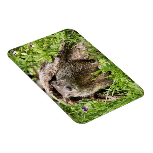 Grondhog in een Hollow Log Magneet (Rechterzijde)
