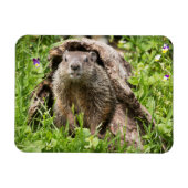 Grondhog in een Hollow Log Magneet (Horizontaal)