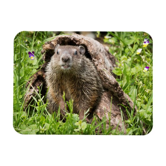 Grondhog in een Hollow Log Magneet (Horizontaal)