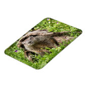 Grondhog in een Hollow Log Magneet (Linkerzijde)