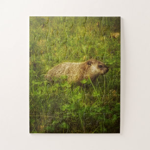 Grondhog in een veld legpuzzel