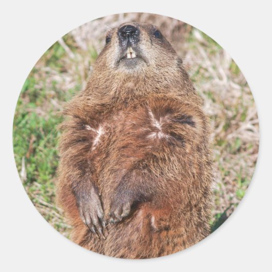 Grondhog Ronde Sticker (Voorkant)