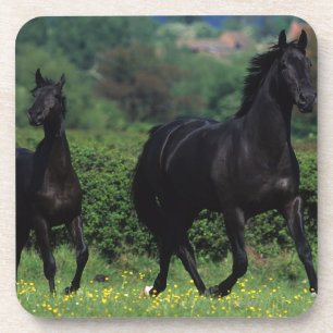 Grondige paarden op het veld Bloem Drankjes Onderzetter