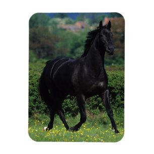 Grondige paarden op het veld Bloem Magneet