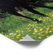 Grondige paarden op het veld Bloem Poster (Hoek)