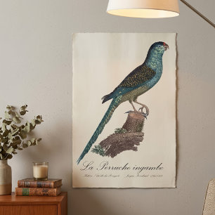 Grondpapegaai of Moerasparkiet, Pezoporus Wallicus Poster