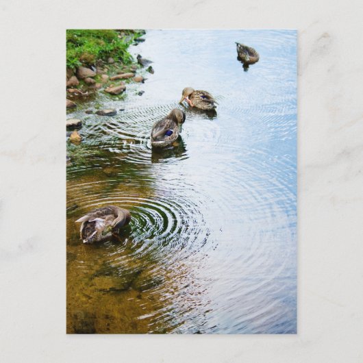 Groomend Eucks 2 Briefkaart (Voorkant)