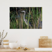 Groot blauw Heron in de Everglades Grass Poster (Keuken)