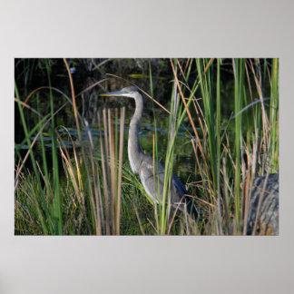 Groot blauw Heron in de Everglades Grass Poster