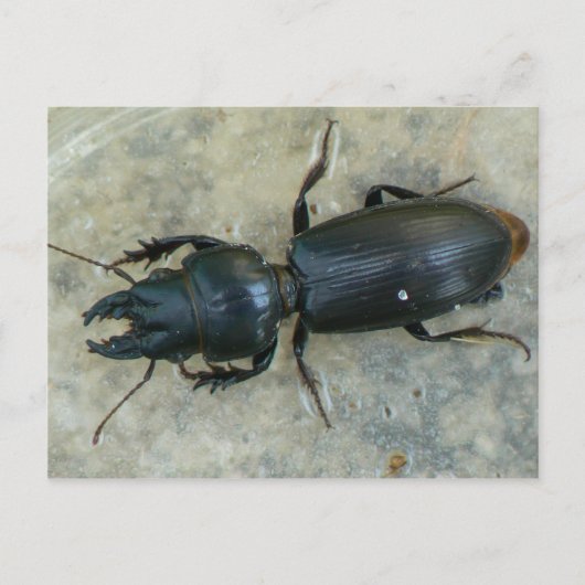 Groot Briefkaart van de Ground Beetle (Voorkant)