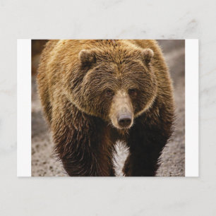 groot bruin beer briefkaart