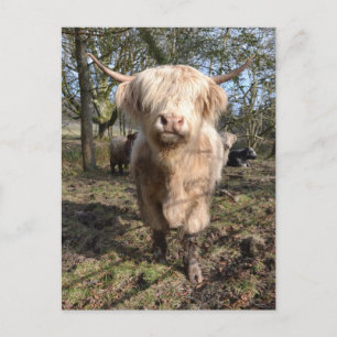 Groot om Schots te worden Briefkaart