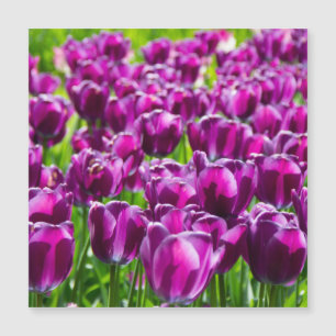 Groot veld met paarse tulpen