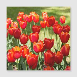 Groot veld met rode tulpen