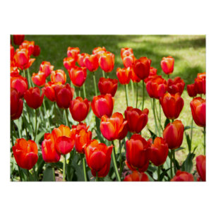 Groot veld met rode tulpen perfect poster
