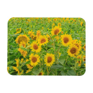 Groot veld met zonnebloemen bij Moses Lake, WA 2 Magneet