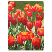 Groot veld rode tulpen klembord (Achterkant)