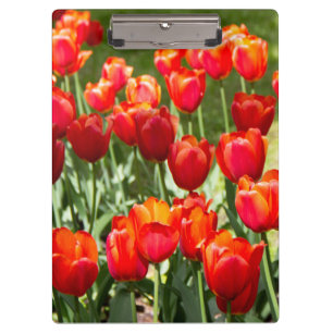 Groot veld rode tulpen klembord