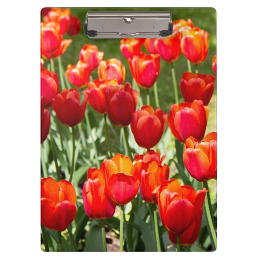 Groot veld rode tulpen klembord (Voorkant)