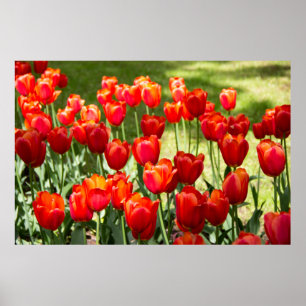 Groot veld rode tulpen poster