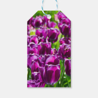 Groot veld van paarse tulpen cadeaulabel