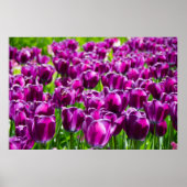 Groot veld van paarse tulpen poster (Voorkant)