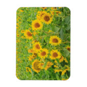 Groot veld zonnebloemen bij het meer van Moses, WA Magneet (Verticaal)