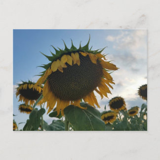 Groot zonnebloem Briefkaart