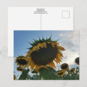 Groot zonnebloem Briefkaart (Voorkant / Achterkant)