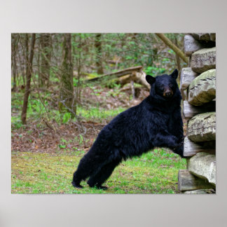 Groot zwart Beer in de moky's Poster