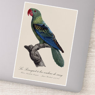 Grootbekparkiet, Tanygnathus megalorynchos Sticker