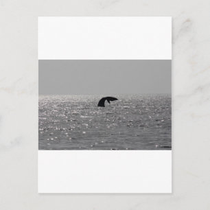 Groothandel - Zuid-rechtse walvisafdruk Briefkaart