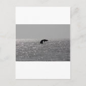 Groothandel - Zuid-rechtse walvisafdruk Briefkaart (Voorkant)