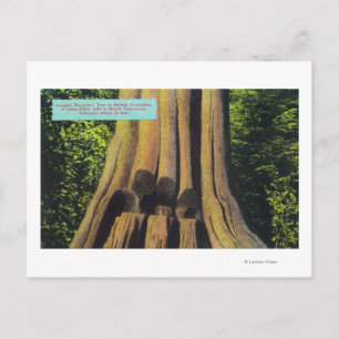 Grootste geregistreerde boom in BC 1896 Cedar-stru Briefkaart