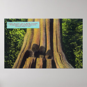 Grootste geregistreerde boom in BC 1896 Cedar-stru Poster