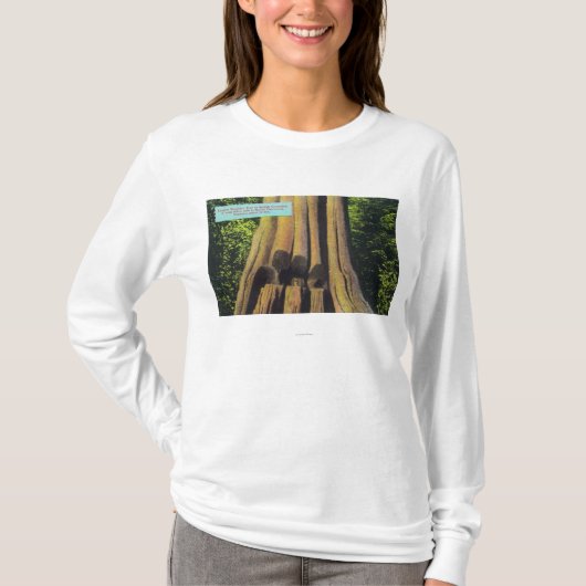 Grootste geregistreerde boom in BC 1896 Cedar-stru T-shirt (Voorkant)