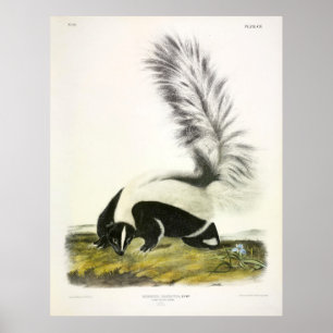 Grootststaartkunk, gekookte kunk, van Audubon Poster