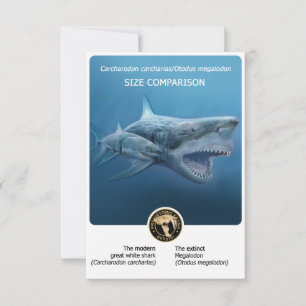 Grootte Vergelijking briefkaart (Megalodon + moder