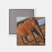 Gros aimant éléphant rouge (Recto/Verso)