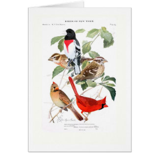 Gros-bec et cardinal